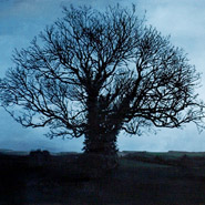 Tree, Old Sarum