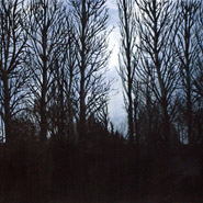 Trees, Old Sarum